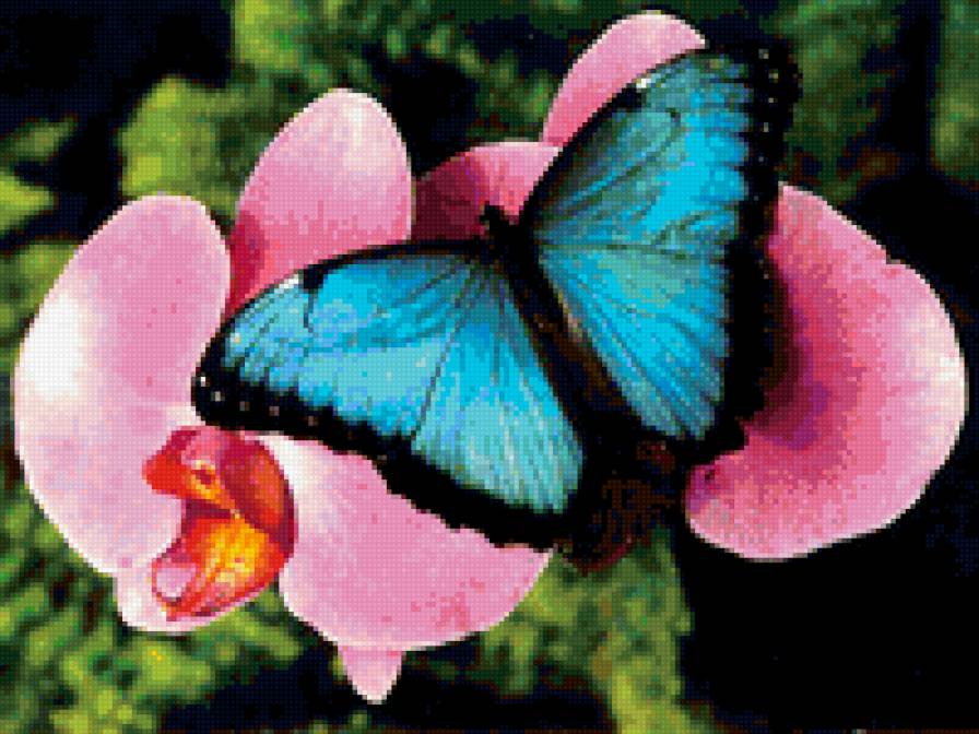 бабочка на орхидее - животные, природа, цветы - предпросмотр