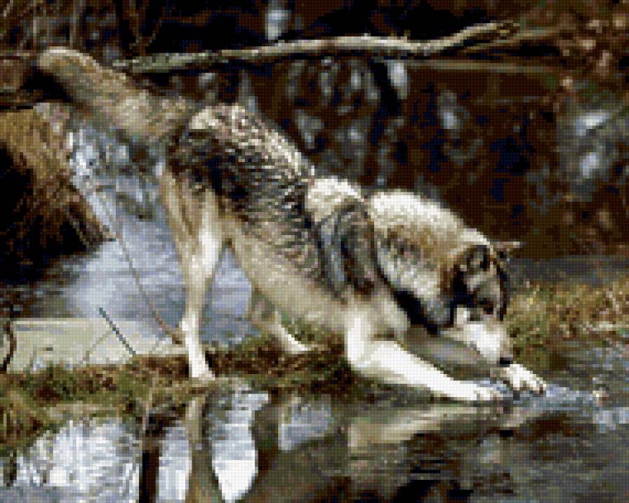 0049 - картина, волк, волки, красота, природа, животные - предпросмотр