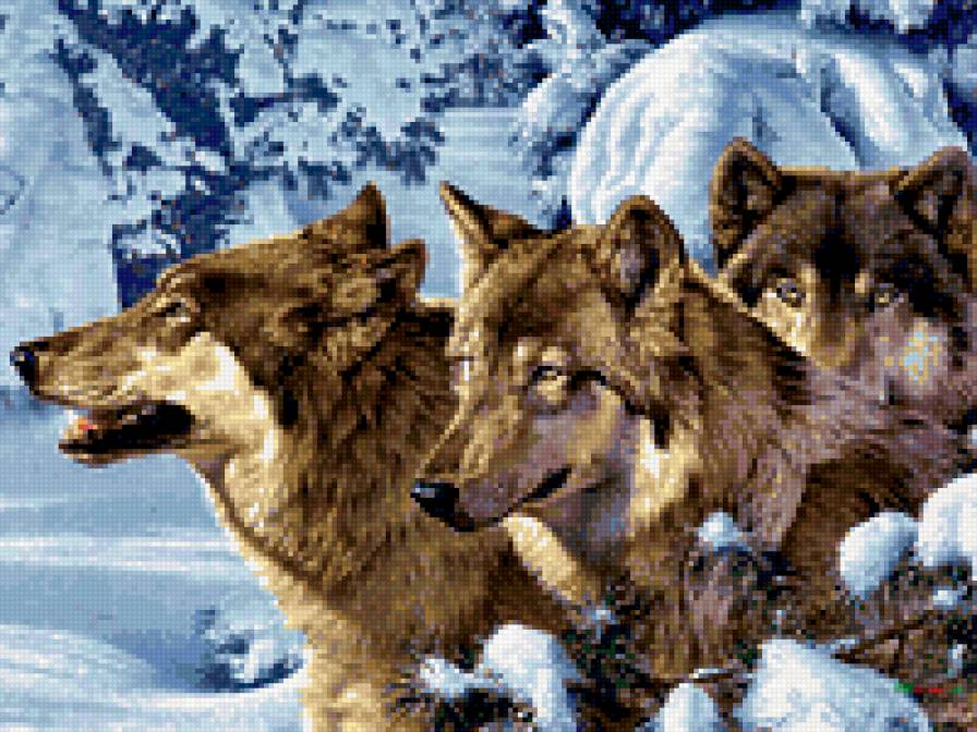 0052 - волки, природа, животные, красота, зима - предпросмотр