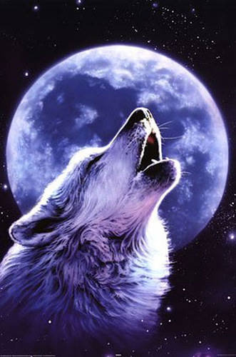 0053 - красота, ночь, луна, волки, животные, волк, картина - оригинал
