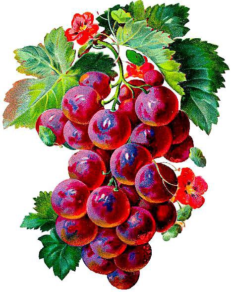 Янтарная гроздь - виноград, гроздь - оригинал