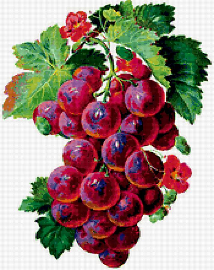 Янтарная гроздь - виноград, гроздь - предпросмотр