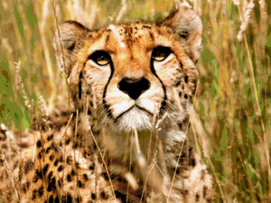 Гепард - дикие кошки, гепард, большие кошки, кошки, животные - предпросмотр