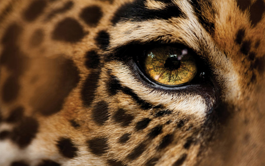 Глаза Ягуара - взгляд, ягуар, глаза, кошки, дикие кошки - оригинал