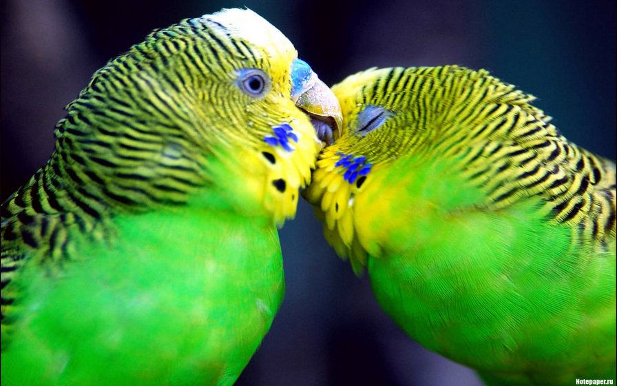 попугайчики - 270*170, поцелуй, любовь, птица - оригинал