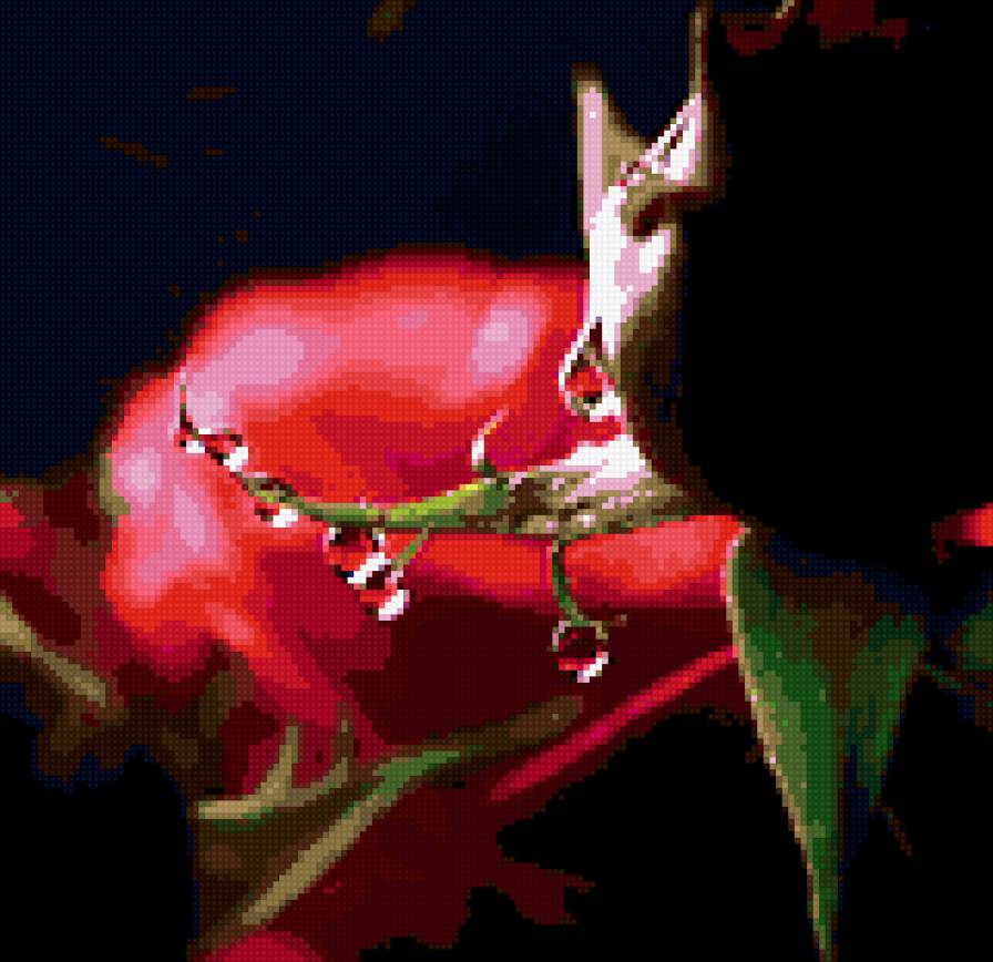 черная роза - цветы, букет - предпросмотр