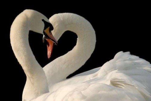 лебеди - верность, черно-белое, пара, птицы, влюбленные - оригинал