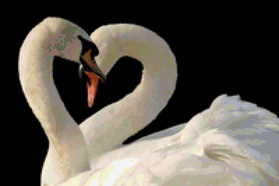 лебеди - черно-белое, верность, влюбленные, птицы, пара - предпросмотр