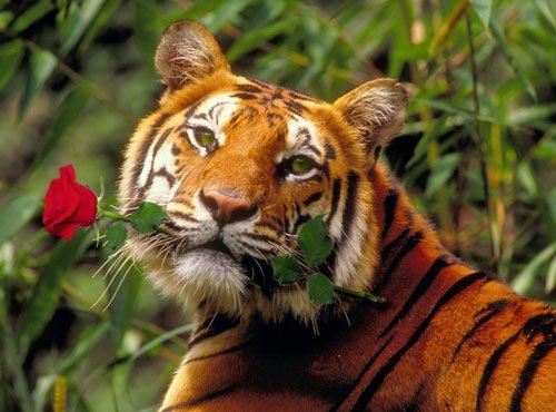 На свидание - дикие кошки, тигры, кошки, цветы, животные - оригинал
