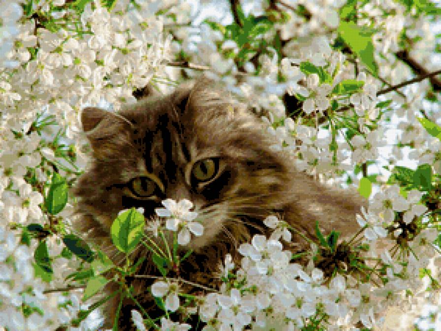 Вишневый цвет - цветы, взгляд, кошки - предпросмотр