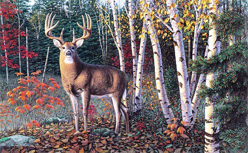 Лесной олень - листопад, осень, олень, природа, красота, животные, олени - оригинал