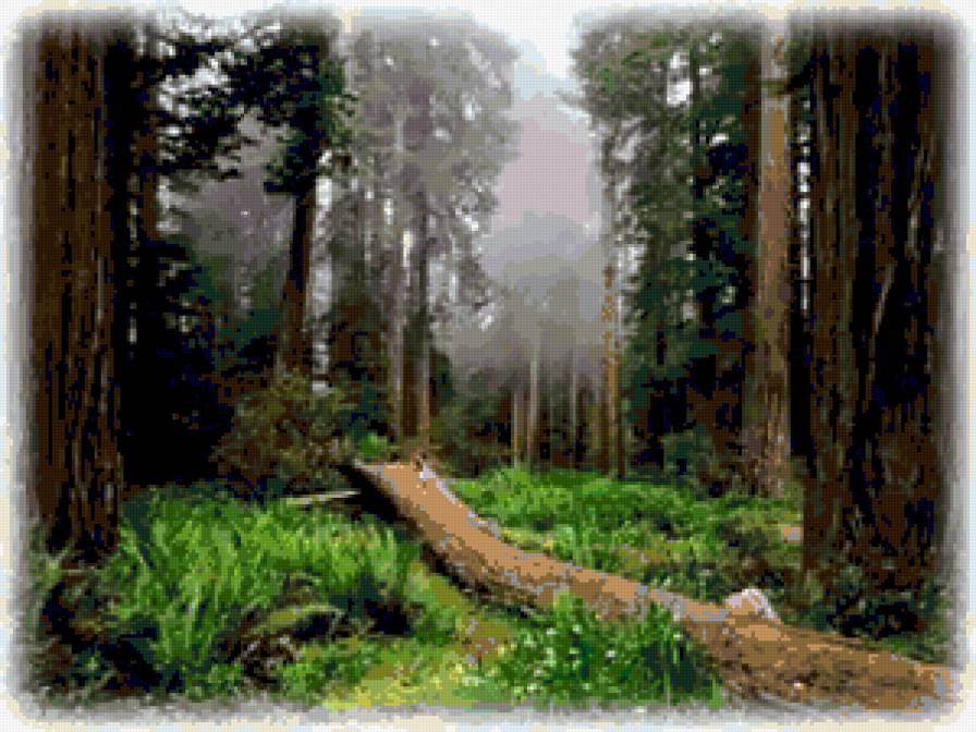 №255920 - природа, пейзаж, лес - предпросмотр