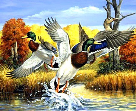 утки - птица, озеро, природа, дикие птицы - оригинал