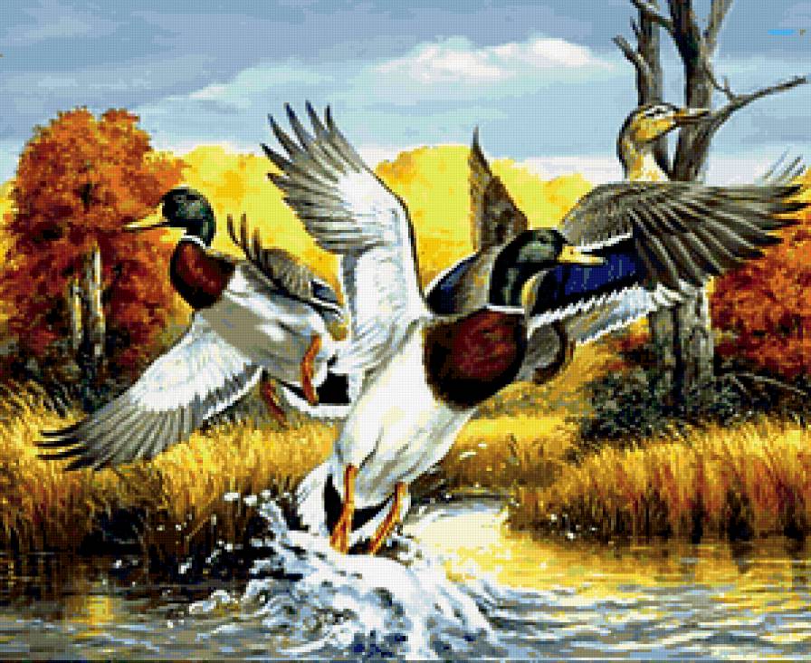утки - озеро, птица, природа, дикие птицы - предпросмотр