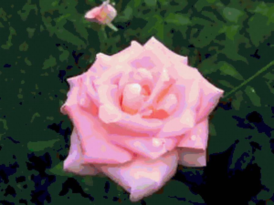 №256230 - цветы, роза - предпросмотр