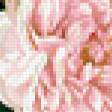 Предпросмотр схемы вышивки «Розы Хосе Эскофета» (№256551)