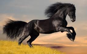 №256821 - лошадь, животные - оригинал