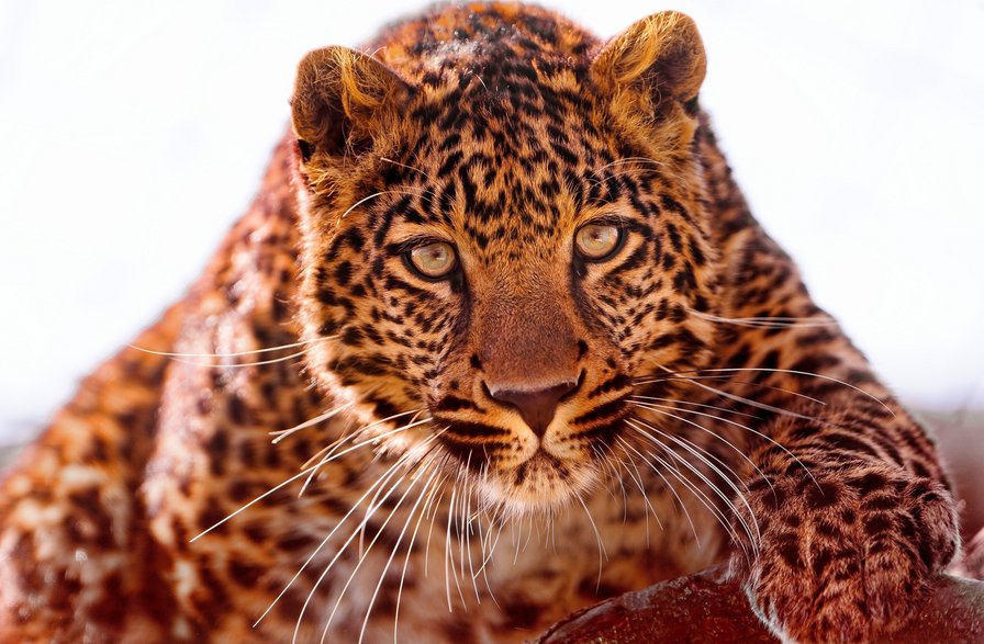 Леопард на охоте - взгляд, кошка, дикая, барс, тигр, леопард, зверь, хищник - оригинал