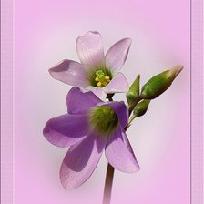 Оригинал схемы вышивки «орхидея» (№256951)