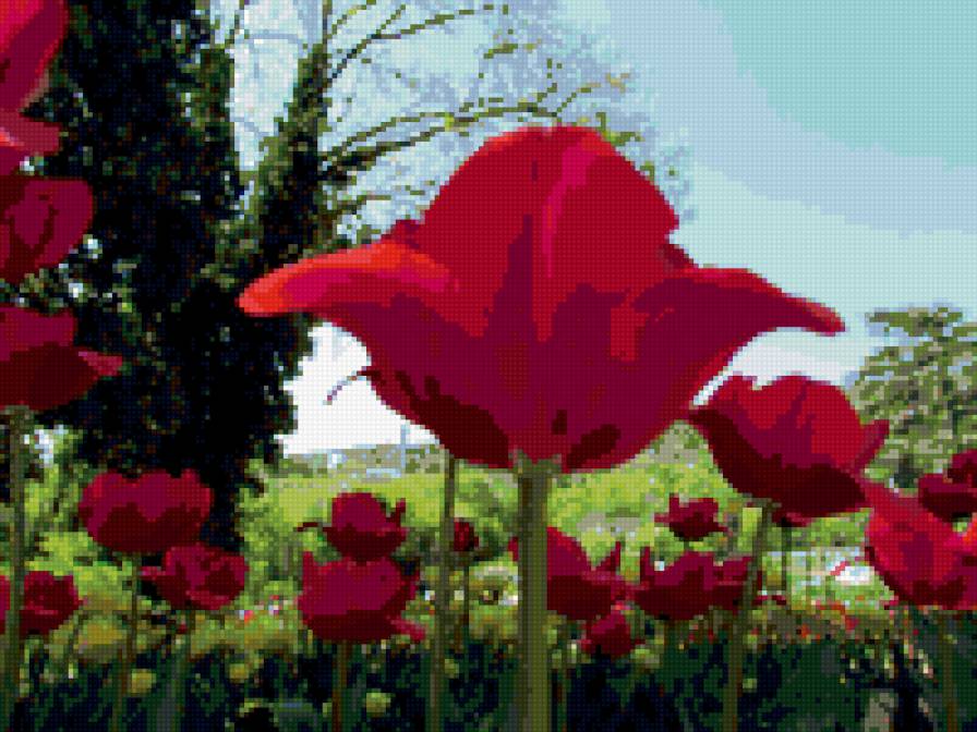 тюльпан - цветы - предпросмотр