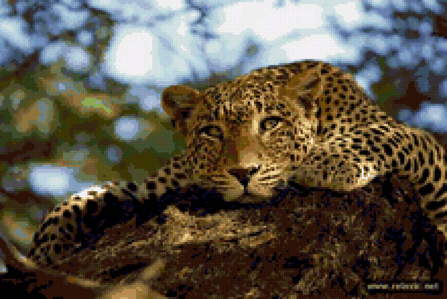 отдых - леопард, животные, дикие кошки, природа - предпросмотр