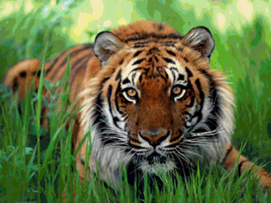 Смотрящий - дикая, хищник, кошка, тигр сибирский, зверь, трава, природа - предпросмотр