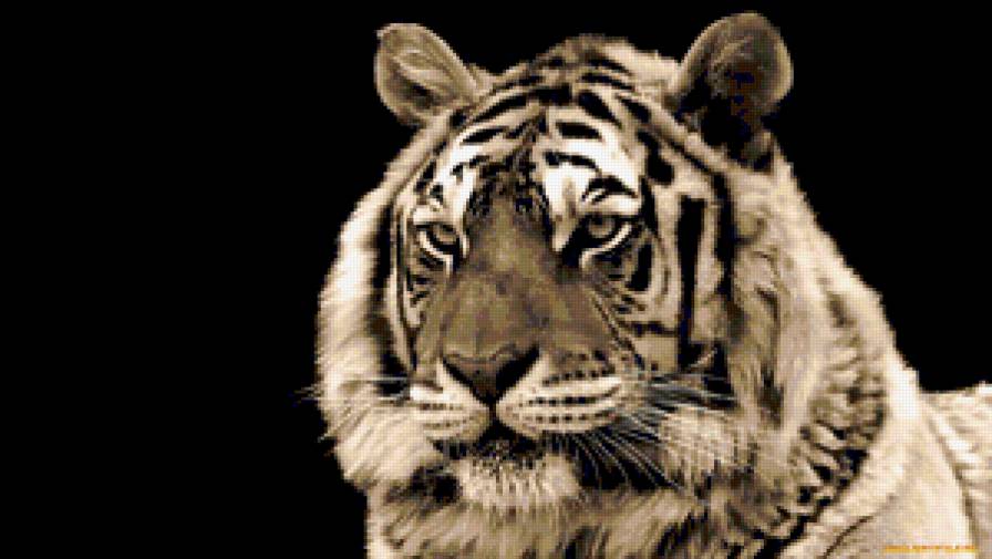 Тигр 4 - кошка, взгляд, фото, тигр, леопард - предпросмотр