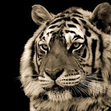 Тигр 4