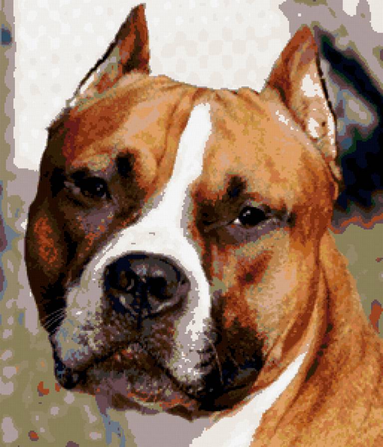 Американский стаффордширский терьер - стаффорд, собака., американский стаффордширский терьер, стафф - предпросмотр