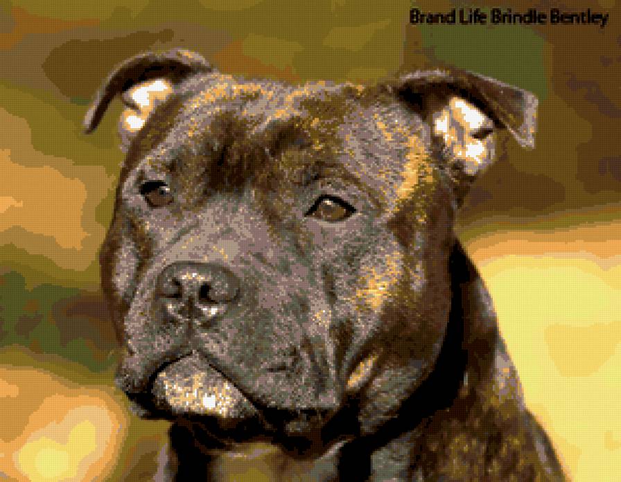 Стаффордширский бультерьер - стаффи, собака., стаффордширский бультерьер - предпросмотр