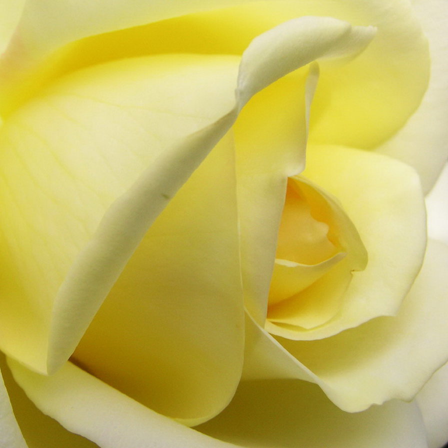 Серия ЦВЕТЫ. Белая роза - подушка, роза, цветы - оригинал
