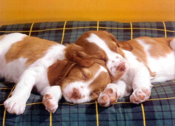 Серия СОБАКИ. Спящие щенки - собака, животные, щенок, друзья - оригинал