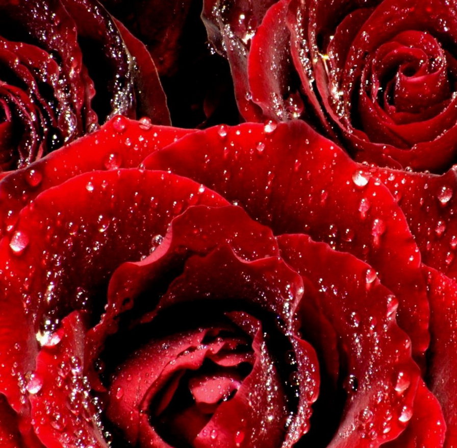 Серия ЦВЕТЫ. Розы - роса, розы, цветы, подушка - оригинал