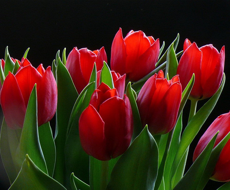 Серия ЦВЕТЫ. Тюльпаны - тюльпаны, цветы, подушка, букет - оригинал