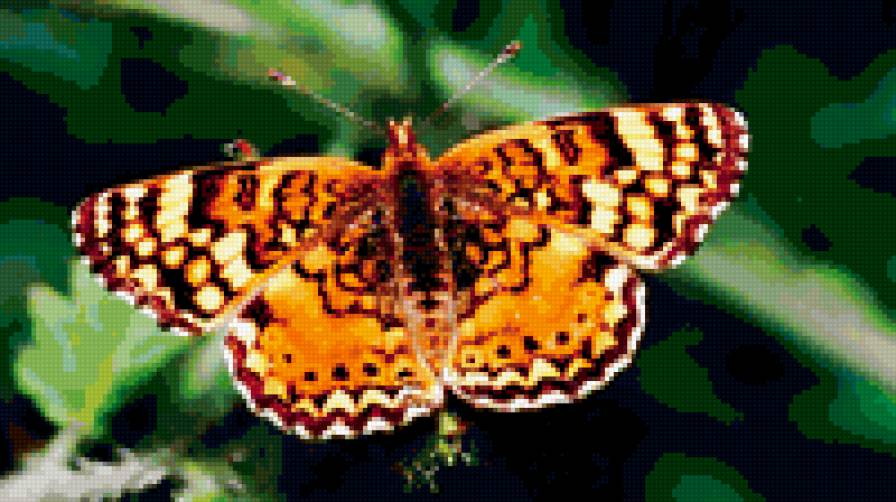 бабочка - бабочка, 120 - предпросмотр