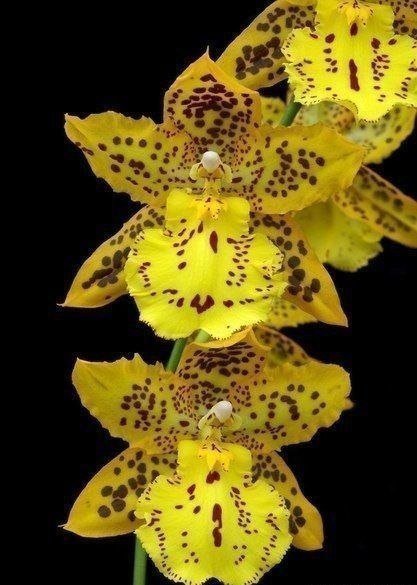 Желтая орхидея - цветы, орхидея - оригинал