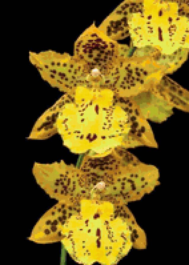 Желтая орхидея - цветы, орхидея - предпросмотр
