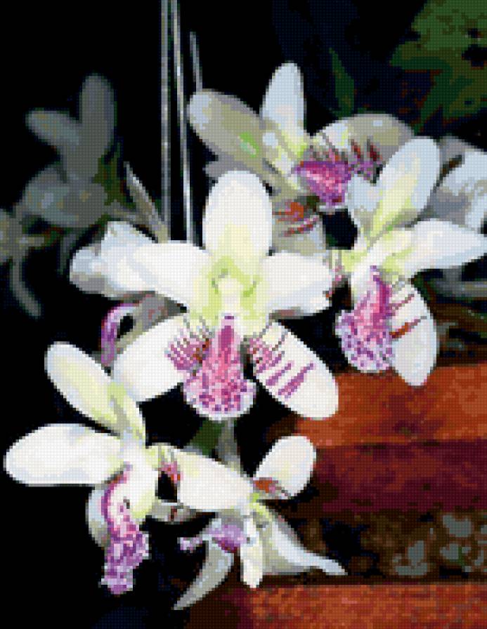 Бело-розовая орхидея - цветы, орхидея - предпросмотр