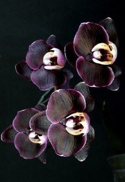 Черная орхидея - цветы, орхидея - оригинал