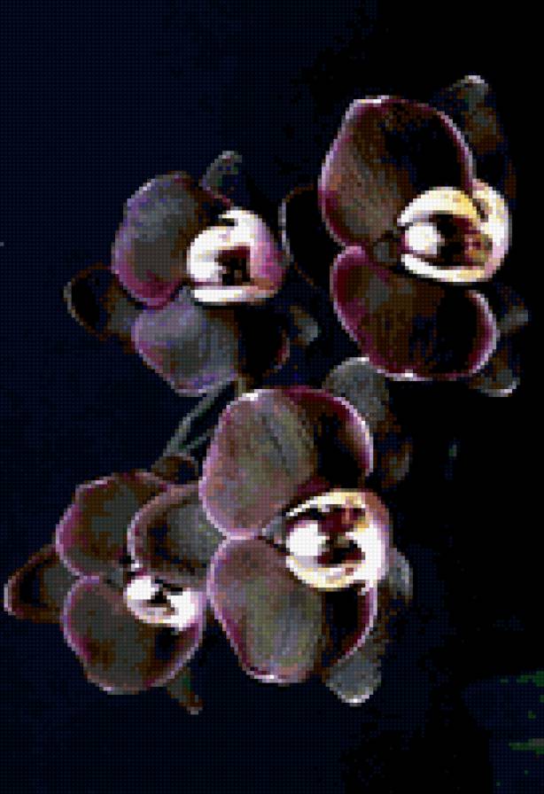 Черная орхидея - цветы, орхидея - предпросмотр