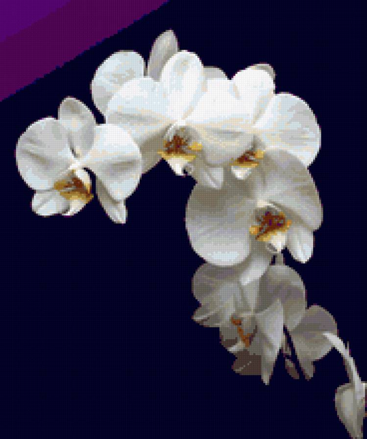 орхидея - цветок, цветы, орхидея, природа - предпросмотр