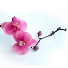 Оригинал схемы вышивки «орхидея» (№258527)