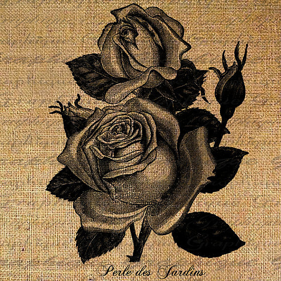 Монохром - розы, цветок, цветы, монохром, роза - оригинал