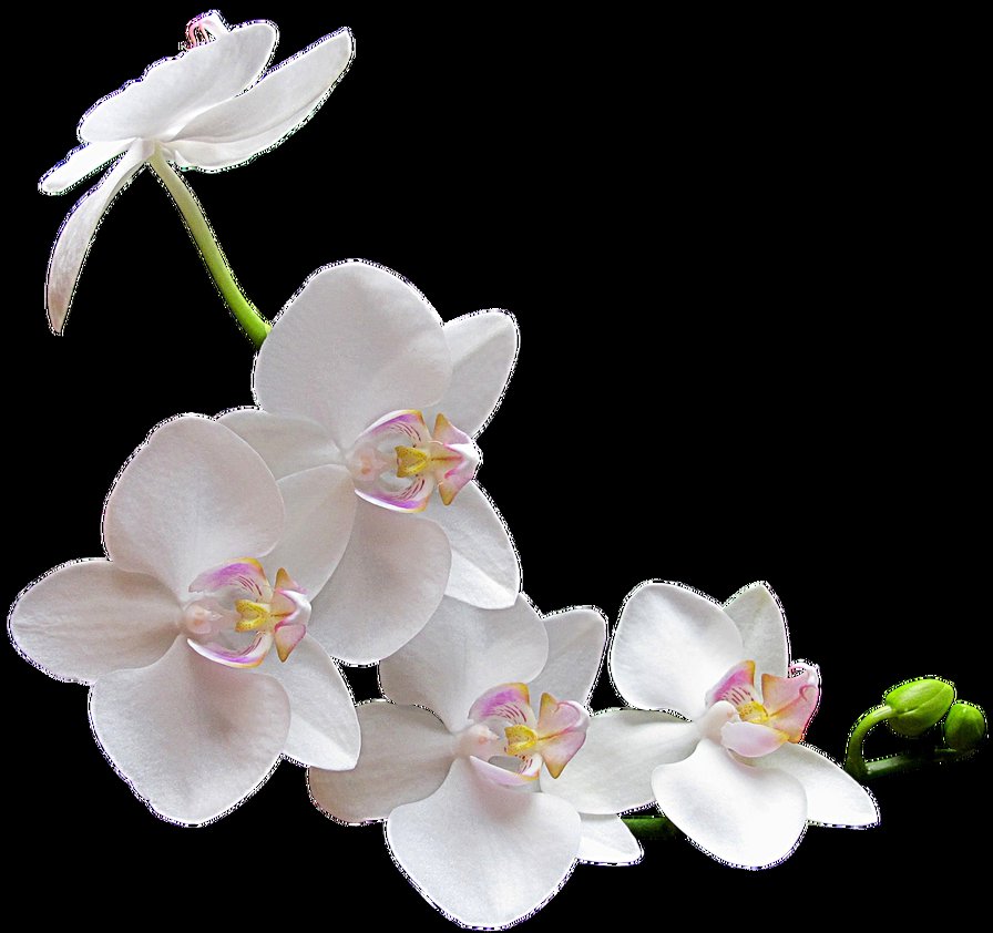 орхидея - цветок, цветы, природа, орхидея - оригинал