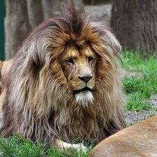 Схема вышивки «лева»
