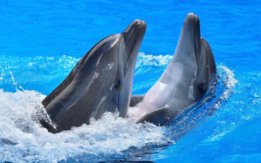 Дельфинья Любовь - море, любовь, рыбы, дельфины - оригинал