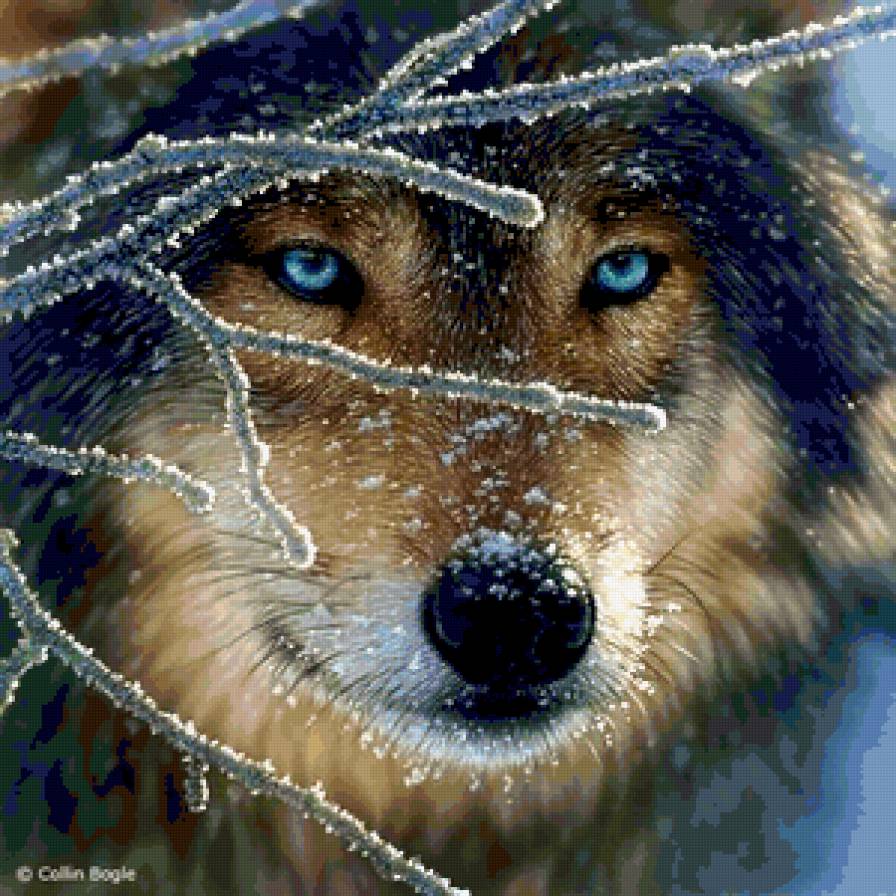 Волчий взгляд - взгляд, волк, дикие, зима, звери - предпросмотр
