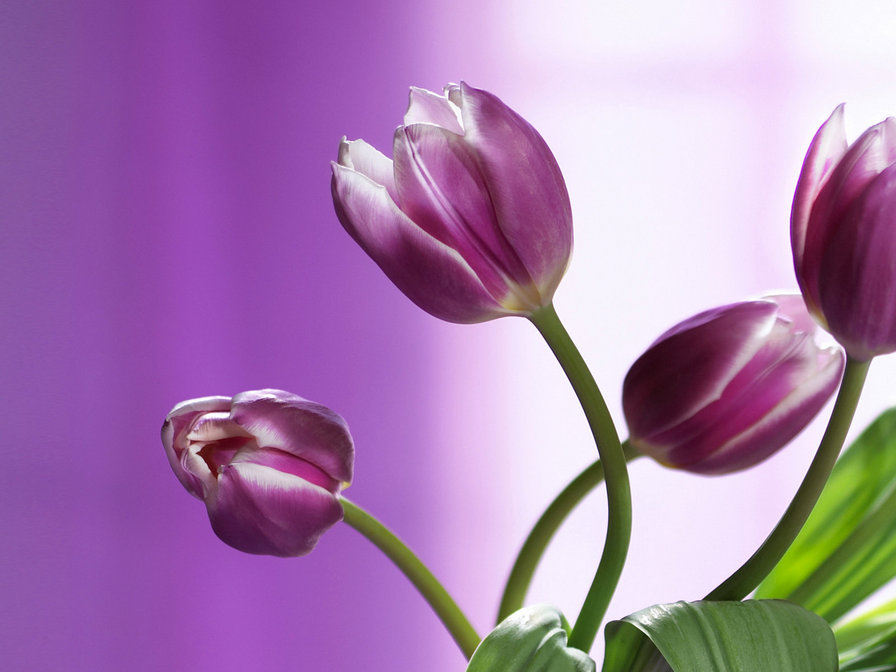 Тюльпаны - весна, тюльпаны, цветы - оригинал