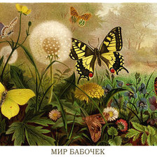Оригинал схемы вышивки «Бабочка» (№259628)