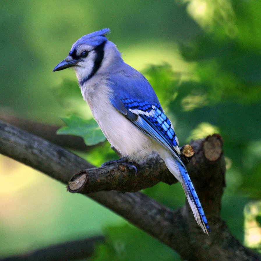 Синяя птица - оригинал